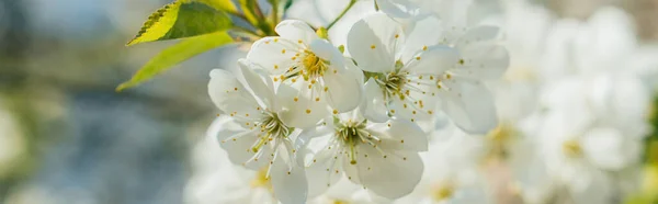 Panoramic concept of white cherry blossom with green leaves — Stock Photo