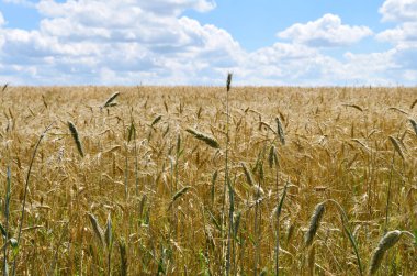 Çavdar Tarlası Mavi Gökyüzü Arkaplanı