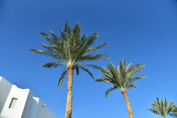 Egyptische Palmbomen Tegen Blauwe Hemel — Stockfoto