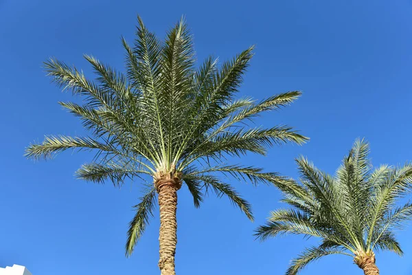 Egyptische Palmbomen Tegen Blauwe Hemel — Stockfoto