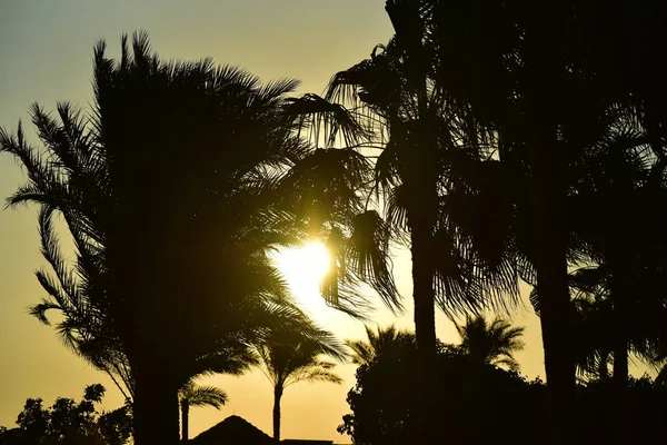 Egyptische Palmbomen Bij Zonsondergang — Stockfoto