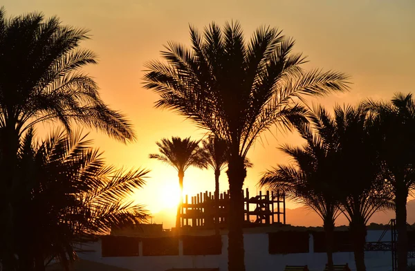 Egyptische Palmbomen Bij Zonsondergang — Stockfoto