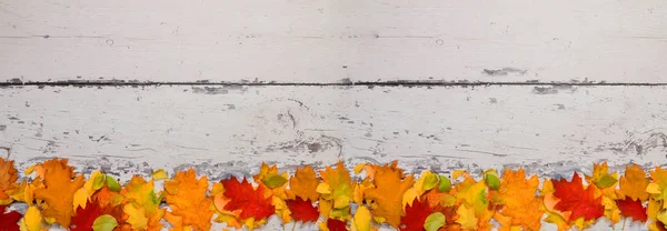 Sonbahar renkli yapraklarının farklı ağaç arka planda eski Komiteleri