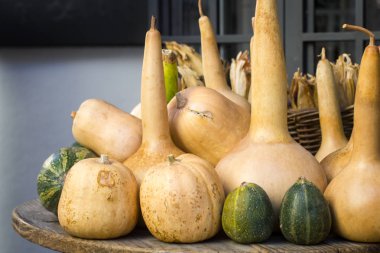 Kabaklar farklı şekiller ve renkler sarı, yeşil, yan görünümü ile ahşap yuvarlak masa