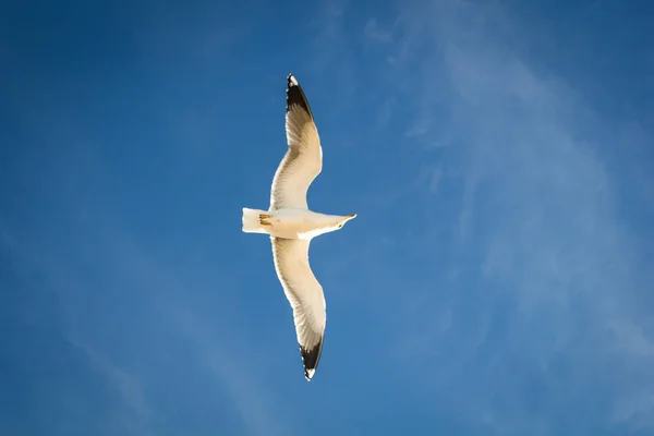 Soaring in the blue sky bird Seagull. White clouds in sunny day. Weather background. Freedom concept. Clear blue sea sky.