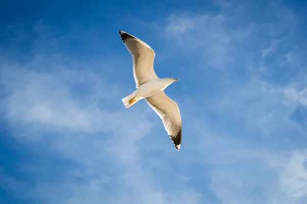 Volando Cielo Azul Pájaro Gaviota Nubes Blancas Día Soleado Fondo — Foto de Stock