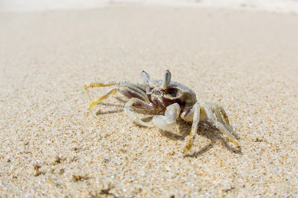 Sand Crab Beach Vietnam — Stock Photo, Image