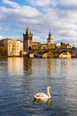 Vltava Nehri 'nde gri kuğu yüzüşü Charles Köprüsü' nün arka planında, Prag baharı.
