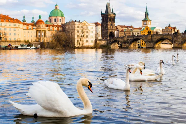 Mooie Zwanen Zwemmen Vltava Rivier Tegen Achtergrond Van Karelsbrug Voorjaar — Stockfoto