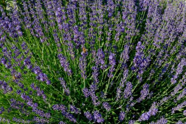 Arılı lavanta çalısı, seçici odaklı üst görünüm