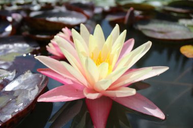 Nilüferler bir çeşme