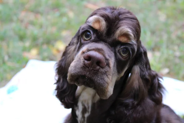 Ritratto Cane Cocker Spaniel — Foto Stock