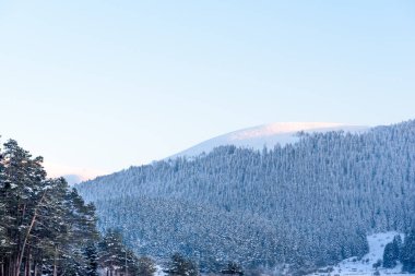 Ağaç dalı kar ile. Büyük doğal ağaç sezon kış günü kar ile kaplı. Kopya alanı