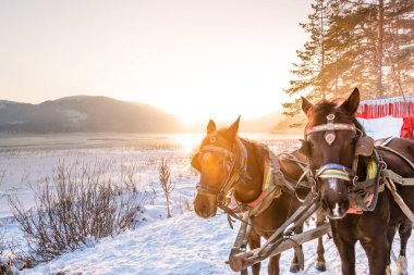 Manzaralı Abant Gölü ve at arabası gölcük Milli Parkı'nda, Bolu, Türkiye.