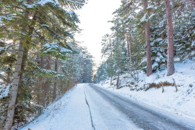 Görünüm orman Bolu, Türkiye'de gölcük Milli Parkı, manzara.