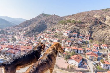 Köpekler ve geleneksel, eski ve tarihi Anadolu görünümünü Sakarya Turkey.27 Tarakli tarihi İlçesi'nde Ocak 2018 evler
