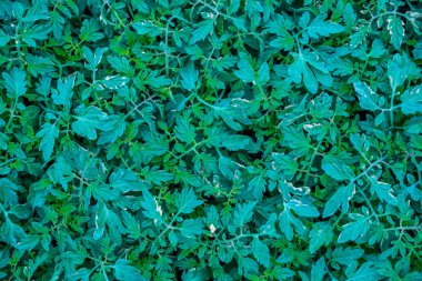 Üstten görünüm genç fidan domates. Saksı domates. Fidan domates yeşil yaprakları.