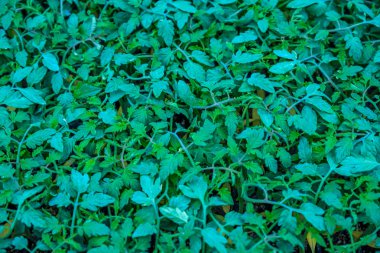 Üstten görünüm genç fidan domates. Saksı domates. Fidan domates yeşil yaprakları.