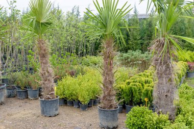 Satılık plastik kovalar birçok Palm ağaçlar ve diğer bitkiler vardır. Çocuk odası için bitkiler