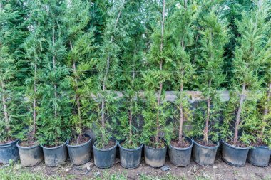 Thuja occidentalis arka planda. Thuja occidentalis, selvi familyasından bir kozalaklı ağaçtır.