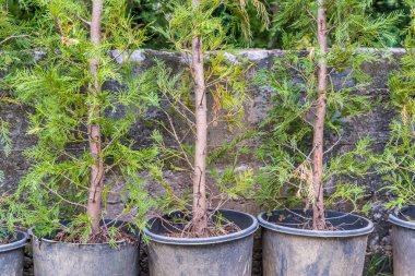 Thuja occidentalis arka planda. Thuja occidentalis, selvi familyasından bir kozalaklı ağaçtır.