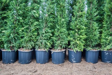 Birçok yeşil çit Mazı Ağaçlar veya Satılık plastik kutu TUI ağaçların yeşil çit