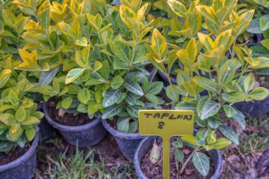 Yeşil ve altın rengi Euonymus fortunei, sarı ve yeşil yaprağı euonymus fortunei Satılık plastik tencere üstten görünüm