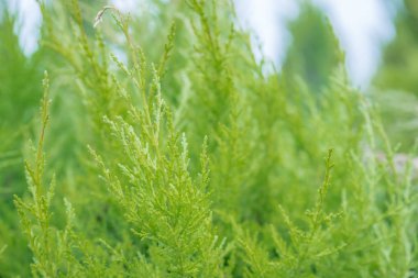 Birçok yeşil altın Leyland Hedge ağaçlar arka plan (Cupressocyparis leylandii Castlewellan altın) Satılık plastik kutu