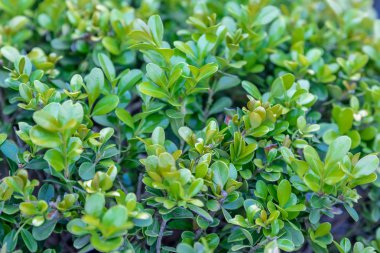 Ayrıntı yeşil şimşir yaprak çalı, dalları ile bırakır. Taze yeşil şimşir bahçede bırakır. Şimşir yaprak. Yakın çekim yaprak dökmeyen çalı şimşir doğada.