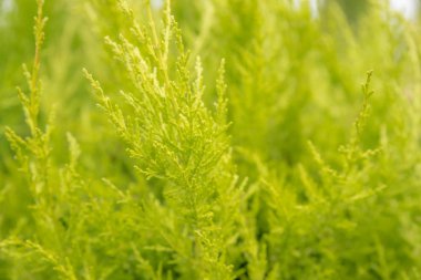 Birçok yeşil altın Leyland Hedge ağaçlar arka plan (Cupressocyparis leylandii Castlewellan altın) Satılık plastik kutu