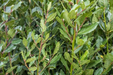 Yeşil taze defne defne, Laurus nobilis, şube yaprakları ile. Laurus nobilis defnegiller bitki yakın çekim