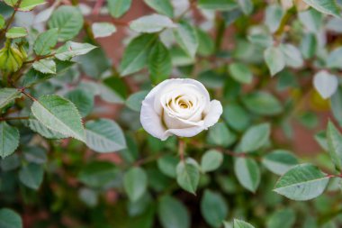 Beyaz tek küçük gül çiçek açan, üstten görünüm 