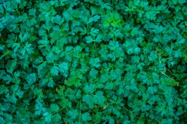 Parsleys içinde tepsi doğal arka plan için genç fidan üstten görünüm