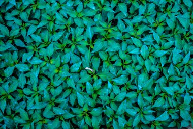 Üstten görünüm genç fidan biber filizlenmişti. Saksı biber fidesi yeşil yaprakları kırmızı biber.