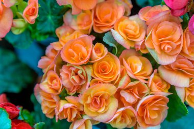 Renkli küçük güller doğal bahçede üstten görünüm