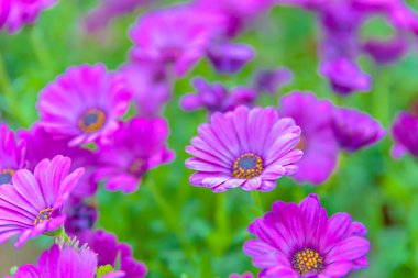 Doğal Bahçe tencere Satılık pembe ve mor çiçekler üstten görünüm