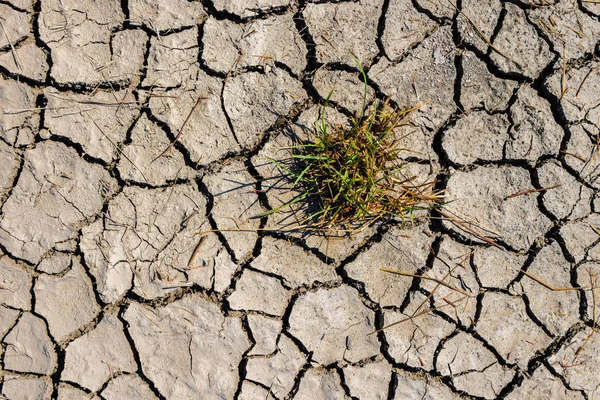 Top view of grass in drought cracked soil texture.Dry mud background texture. Global Warming