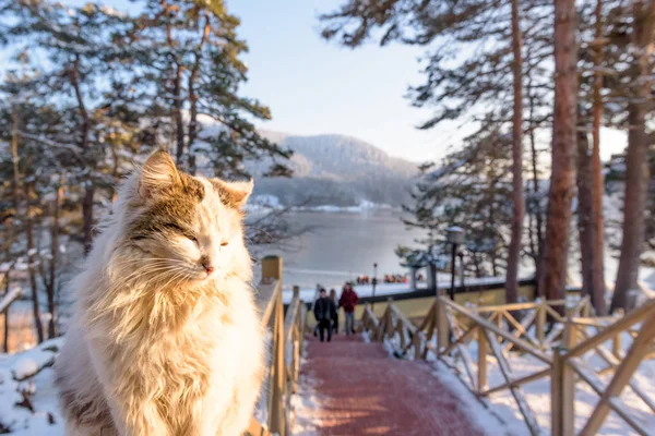 Parada Gato Valla Madera Con Vista Paisaje Del Lago Abant —  Fotos de Stock