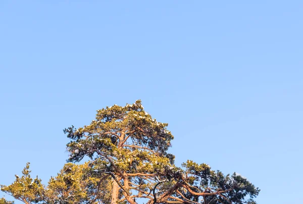 Vertakking Van Beslissingsstructuur Met Sneeuw Grote Natuurlijke Boom Bedekt Met — Stockfoto