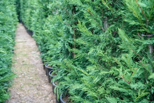 Veel Groen Hedge Van Thuja Bomen Groene Afdekking Van Tui — Stockfoto