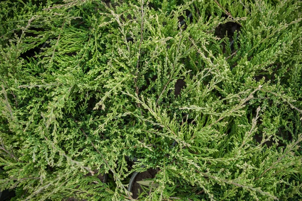 Thuja Occidentalis Een Naaldboom Uit Familie Van Cipressen Cupressaceae — Stockfoto