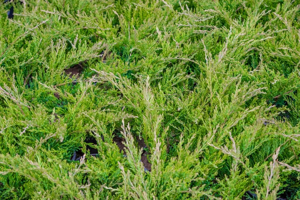 Thuja Occidentalis Background Thuja Occidentalis Árbol Coníferas Siempreverde Familia Los — Foto de Stock