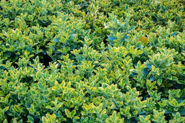 Bovenaanzicht Van Groene Gouden Kleur Euonymus Fortunei Gele Groene Bladeren — Stockfoto