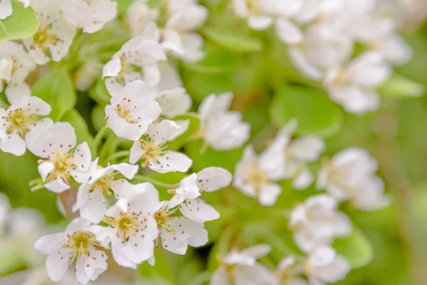 Doğal Yeşil Zemin Üzerine Beyaz Çiçek Çiçeklenme Ayva Cydonia Oblonga — Stok fotoğraf