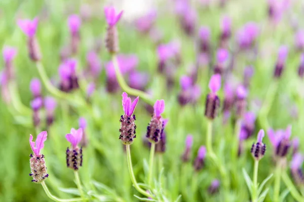 Pohled Shora Levandule Květinová Pole Čerstvé Fialové Aromatické Květiny Pro — Stock fotografie