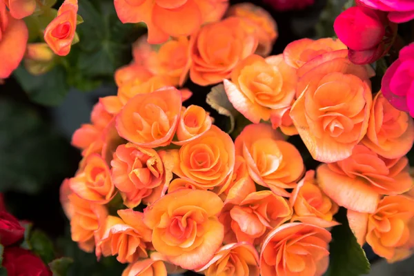 Vue Dessus Petites Roses Colorées Fleurissant Dans Jardin Naturel — Photo