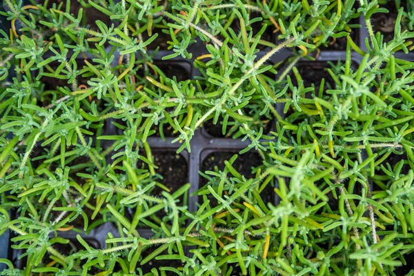 Achterstand Iceplant Bloem Roze Tapijt Ijs Plant Cooper Ice Plantits — Stockfoto