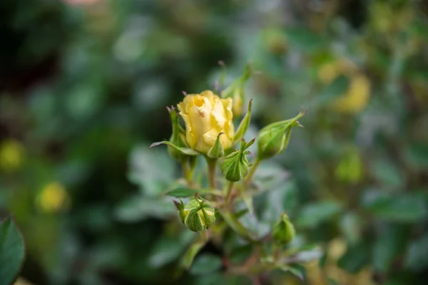 Вид Сверху Желтой Одинокой Маленькой Розы Цветущей Естественном Саду — стоковое фото