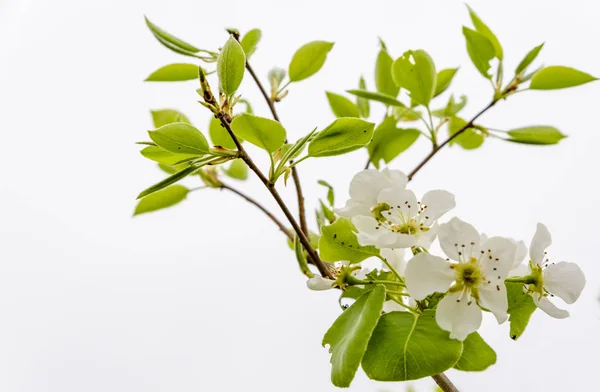 stock image White flowers of a flowering quince,Cydonia oblonga,on white isolated  background.Copy space for text.