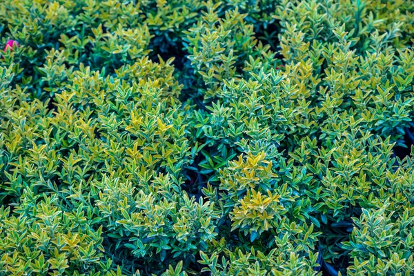 Top View Green Gold Color Euonymus Fortunei Yellow Green Leaves Stock Image